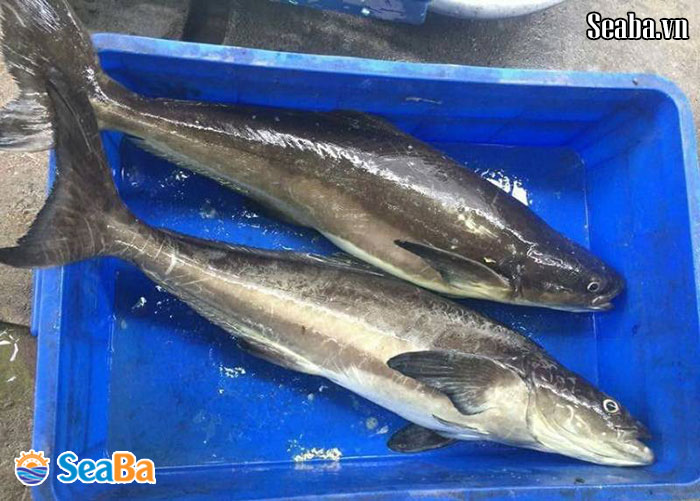 Giá cá bớp Phú Quốc