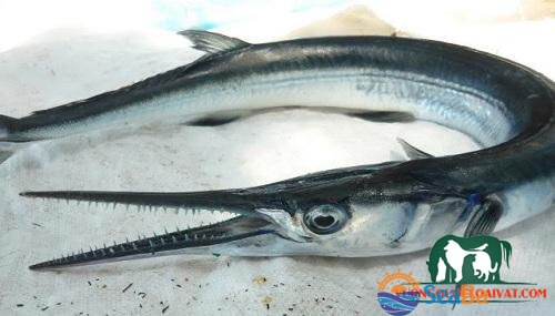 Có những điểm lưu ý nào quan trọng khi mua cá xương xanh để chế biến thành món cá chiên giòn?
